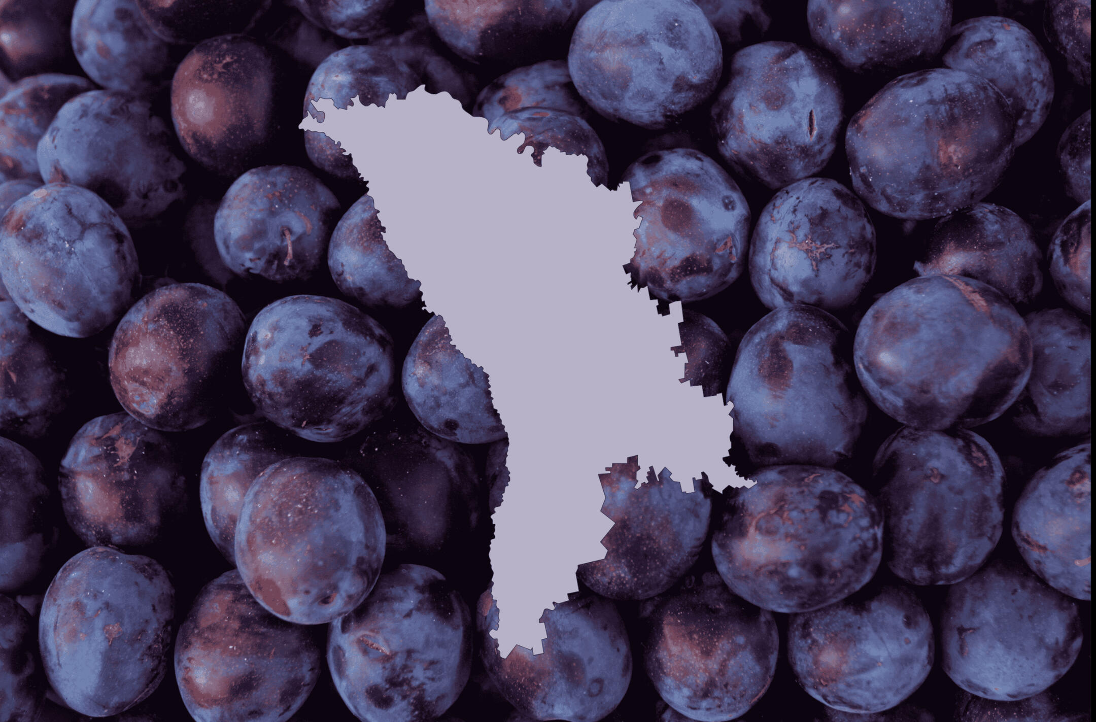 Prune uscate din Moldova – export en-gros pentru importatori din UE